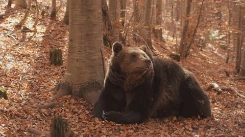 The bear is resting in the wild forest. Stock Footage 168541380