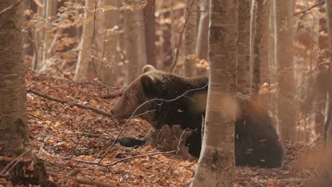 A bear resting in the woods. Stock Footage 168540770