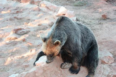 The bear rests in the mud at the zoo Stock-Fotos