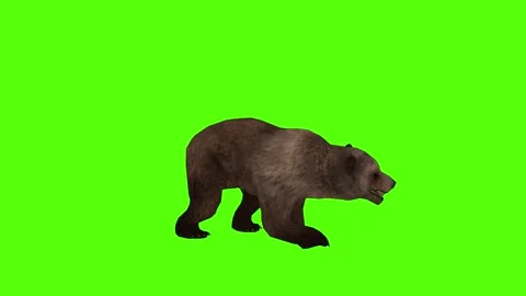 Bear Right Claw Attack Green Sccreen Animation 4k Rendering Stock Footage 296262988