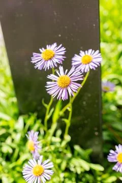 Bear River fleabane or Erigeron Ursinus plant in Saint Gallen in Switzerlan.. Stock Photos
