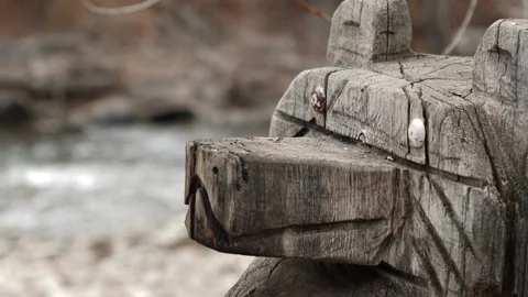 Bear On River Video stock 131130059