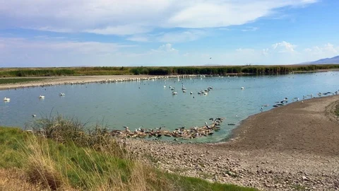 Bear River Migratory Bird Refuge in Utah Stock Footage 94595261