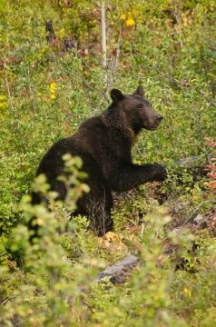Bear Roaming Through The Woods. Stock Photos