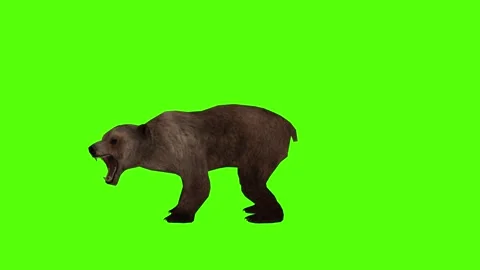 Bear Roaring Green Sccreen Animation 4k Rendering Stock Footage 296262989