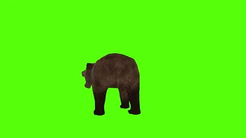 Bear Roaring Green Sccreen Animation 4k Rendering Stock Footage 296262992