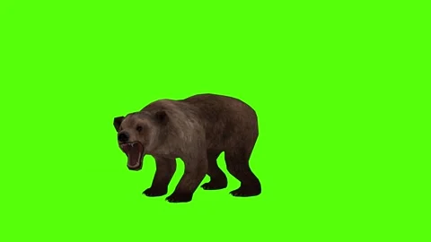 Bear Roaring Green Sccreen Animation 4k Rendering Stock Footage 296262994