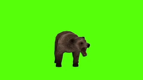 Bear Roaring Green Sccreen Animation 4k Rendering Stock Footage 296262997