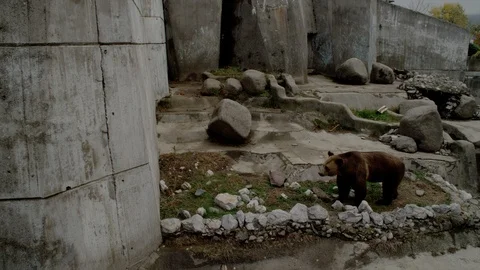 A Bear is Roaring in the Zoo Stock Footage 93512253