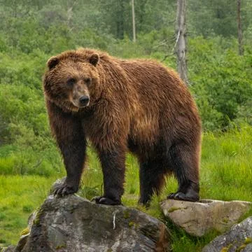 Bear on a rock Stock Photos