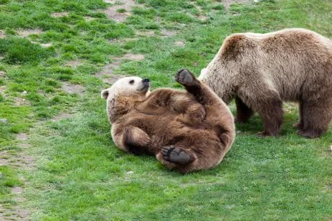 Bear rolling on a grass Stock Photos