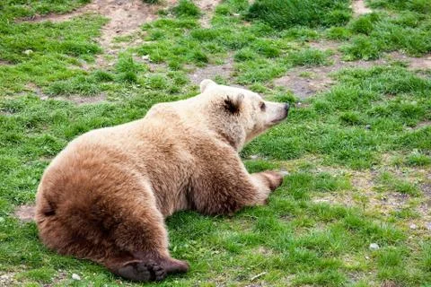 Bear rolling on a grass Stock Photos