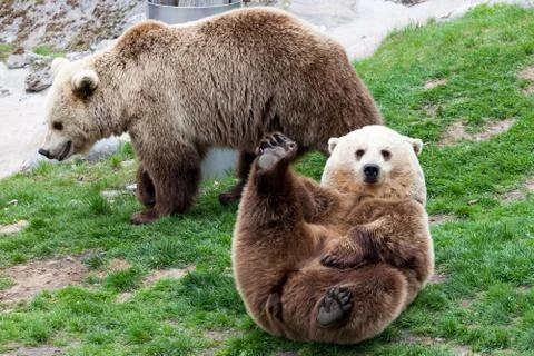 Bear rolling on a grass Stock Photos