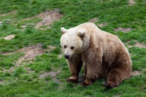Bear rolling on a grass Stock Photos
