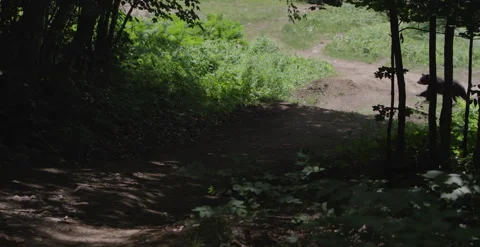 Bear running across the trail in rural area Stock Footage 157325045