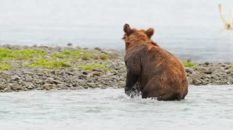 Bear running for the fish Stock Footage 10578949