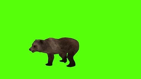 Bear Running Green Sccreen Animation 4k Rendering Video stock 296263001