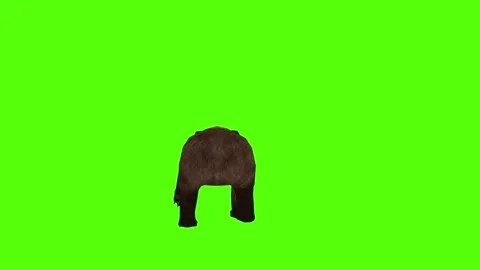 Bear Running Green Sccreen Animation 4k Rendering Stock Footage 296263003