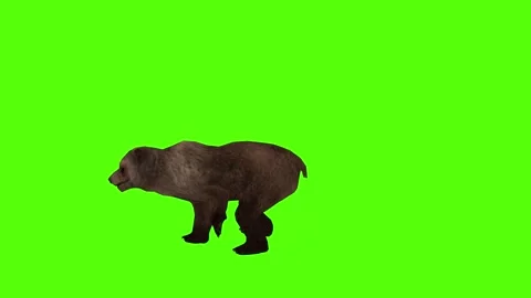 Bear Running Green Sccreen Animation 4k Rendering Stock Footage 296263029