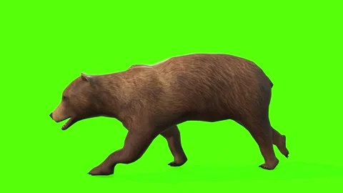 Bear Running Green Screen Animation 4K R... | Stock Video | Pond5