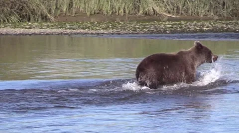 Bear running in the water Video stock 55657956