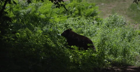 Bear running into the woods slow motion Stock Footage 157325055