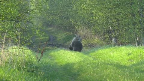 The bear runs away. 動画素材 194833909