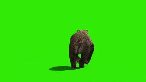 Bear Runs Green Screen Back 3D Rendering Animation 4K Stock Footage