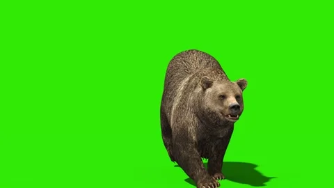Bear Runs Green Screen Front 3D Rendering Animation 4K Stock Footage