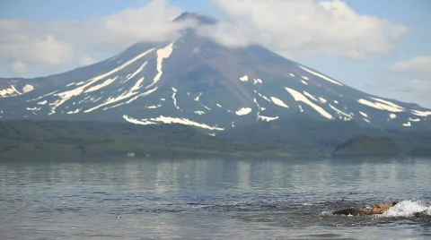 Bear, salmon and a volcano. Video stock 708182