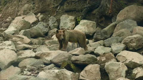 Bear Sat on a Stone Stock Footage 56343669