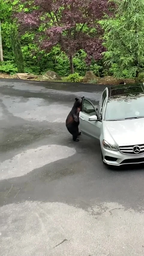 Bear Scared Away by Screams After Opening Car Door, Asheville, North Carolina, U Stock Footage 205168887