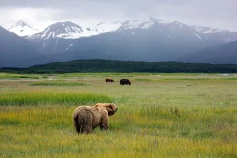 Bear Scenic Alaskan Summer Stock Photos