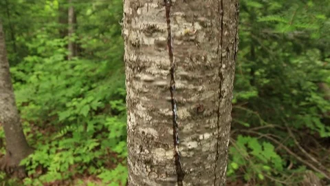 Bear Scratch Marks Stock Footage 73065085