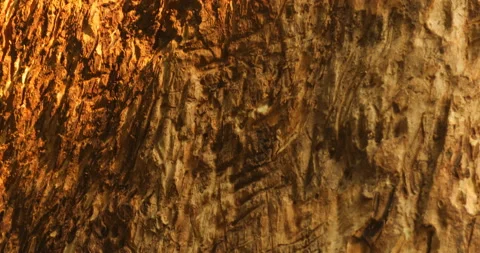 Bear Scratch Marks on Tree Stock Footage 168190586