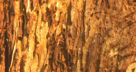 Bear Scratch Marks on Tree Stock Footage 168190709