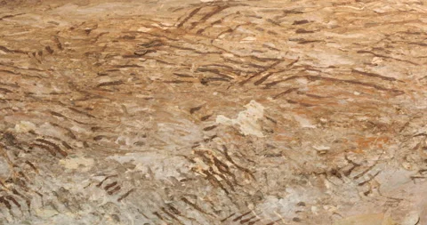 Bear Scratch Marks on Tree Video stock 168661947