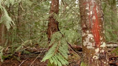 Bear scratches claw marks territory 2 Wet Rainy Cascade Mountain Oregon Forest Stock Footage 81586534