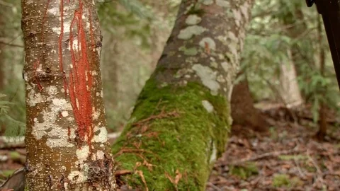 Bear scratches claw marks territory 3 Wet Rainy Cascade Mountain Oregon Forest Stock Footage 81586672