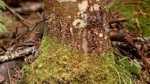 Bear scratches claw marks territory 1 Wet Rainy Cascade Mountain Oregon Forest Stock Footage 81587129