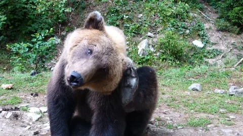 The bear scratches its side with its paw. Stock Footage 119214468