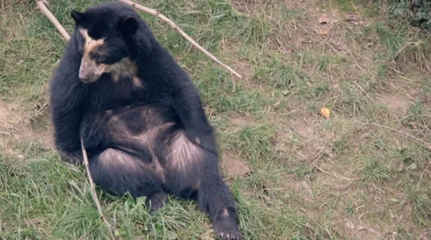 Bear scratching himself Stock-Footage 55769324