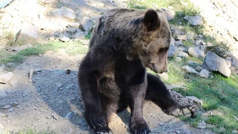 Bear scratching his paw 库存影片 81232518