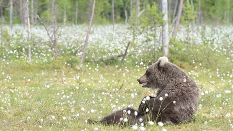 Bear scratching insect bites Stock Footage 135789587