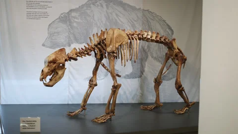 Bear seleton 動画素材 204130428