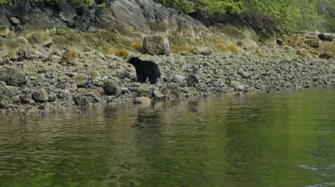 Bear Shaking 11 60fps SLOWED to 24fps 1080p Stock Footage 55027987