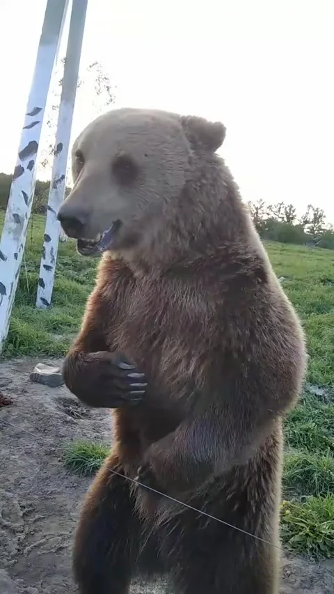 Bear shows he can stand tall and talk Stock-Footage 158104914