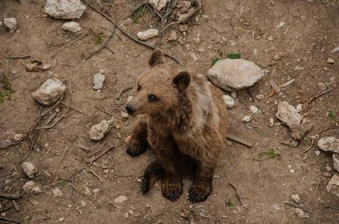 Bear sits on the ground in the forest Stock Photos