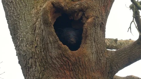 A bear sits in a hole in a tree Stock Footage 122199718