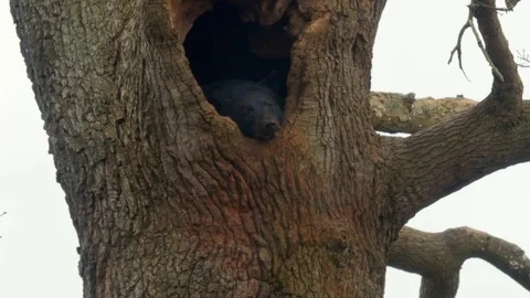 A bear sits in a hole in a tree Stock-Footage 122200044